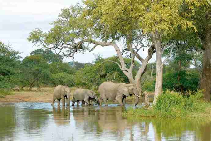 Half Day Safari Tour from Durban
