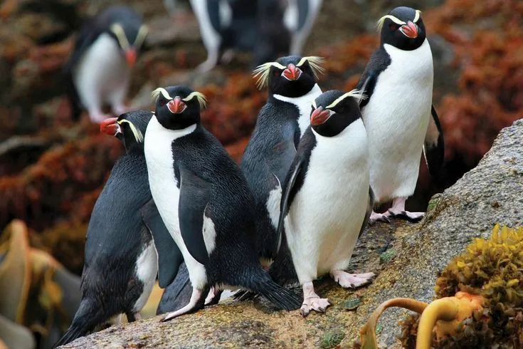 DUAZ & Penguin Cove + IMG COMBO