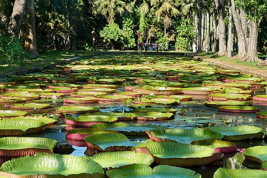 Discovering the North of Mauritius: Full-day incl Botanical garden & lunch (Trou d'Eau Douce)