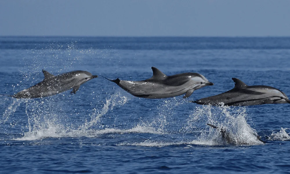 Dolphin Encounters, Ile aux Benitier & Crystal rock: Full-Day (Lunch & Transfer) (Trou d'Eau Douce)