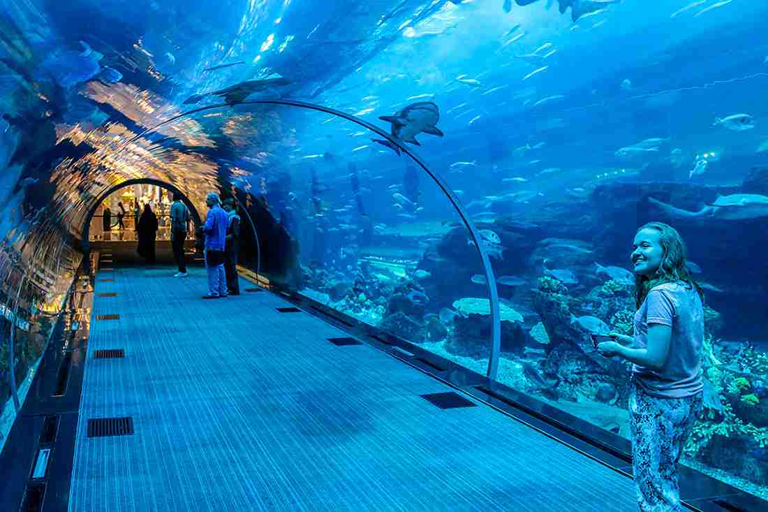 Dubai Mall Aquarium & Underwater Zoo + Wild Wadi Park
