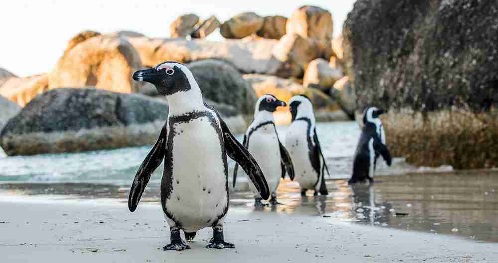 DUAZ & Penguin Cove + IMG COMBO