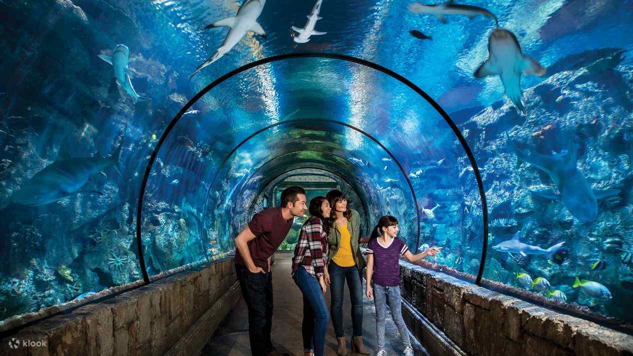 Shark Reef Aquarium