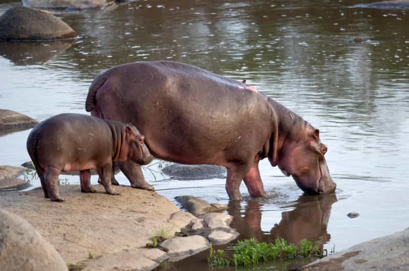 Two day Kruger National Park Safari