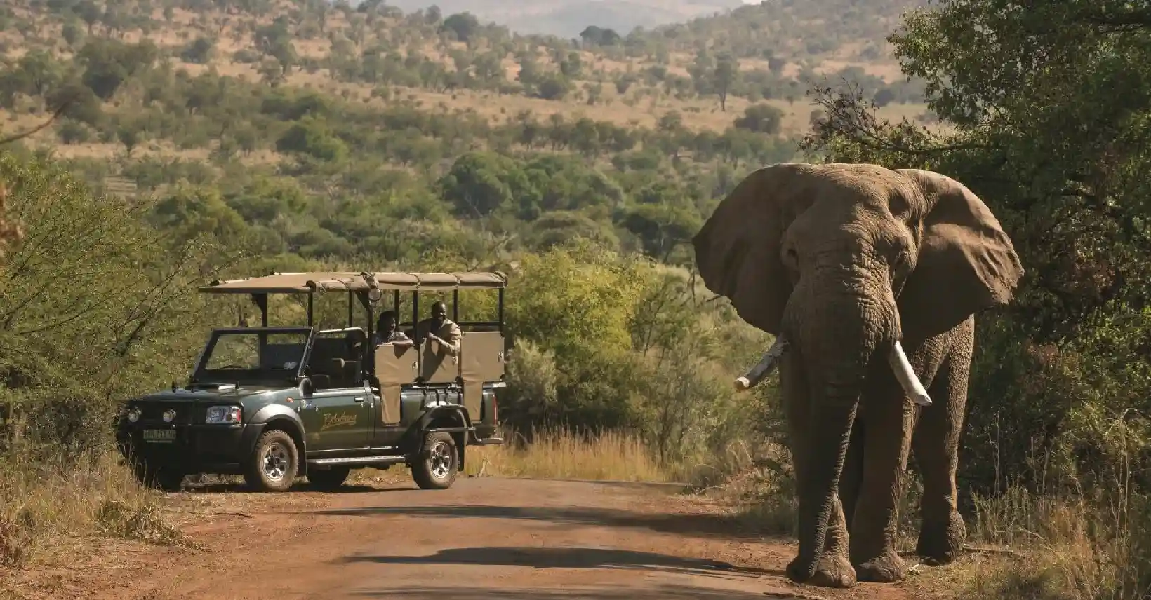 Full-Day Safari in Kruger National Park