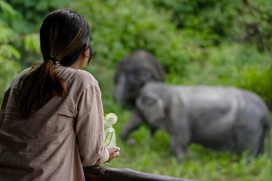 Phuket Elephant Sanctuary Canopy Walkway Tour - Program Only (No Transfer)