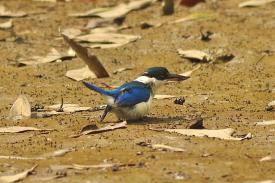 Sharing Basis Half-Day Mangrove Safari Boat Tour in Langkawi - Standard Lunch Set