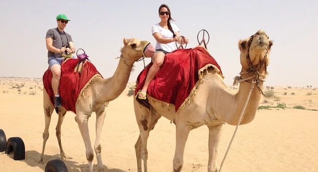 Guided tour to Camel farm