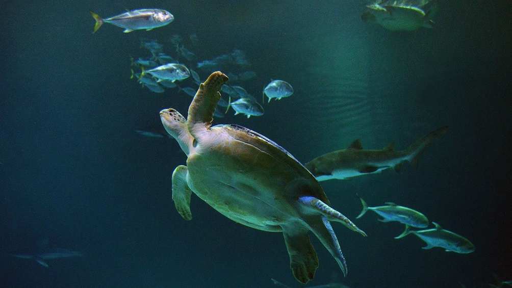 Shark Reef Aquarium