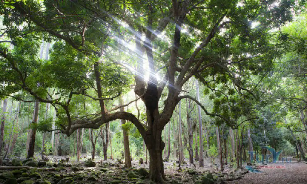 Exotic South: Journey into the Nature (Full-Day Tour incl Lunch & Ebony Forest) (Trou d'Eau Douce)
