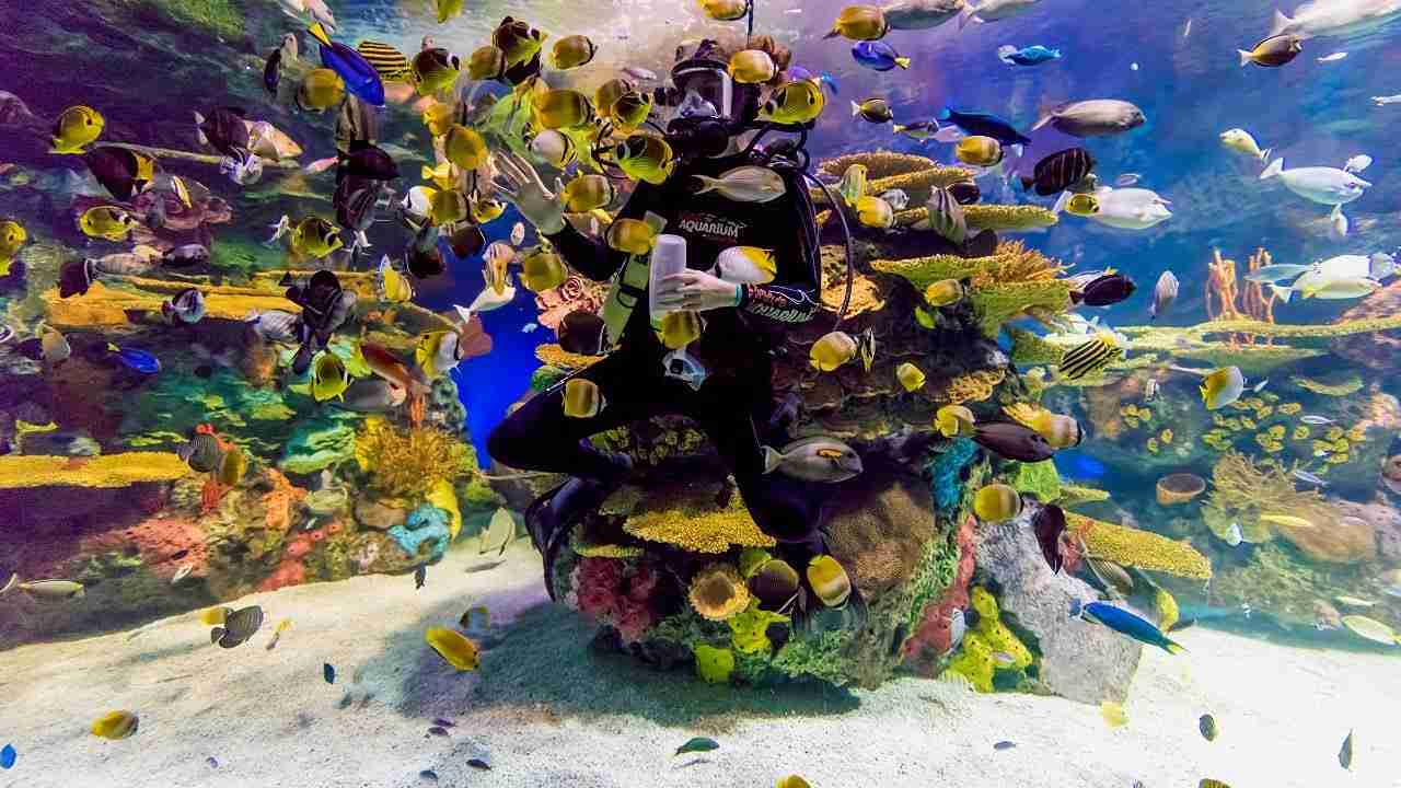 Ripley's Aquarium of Canada entry ticket