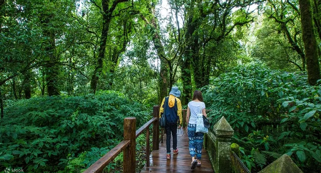 Doi Inthanon National Park and Chiang Mai Royal Project Tour