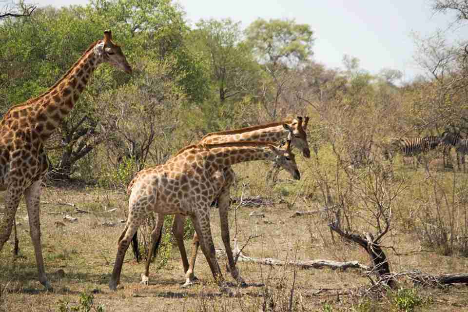 Two day Kruger National Park Safari