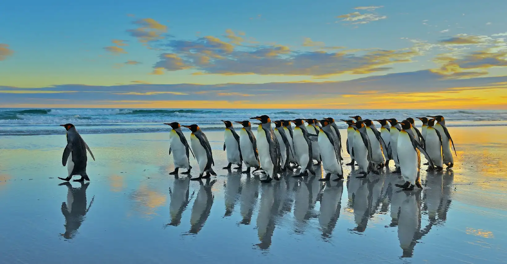 Table Mountain, Penguins & Cape Point Small Group Tour