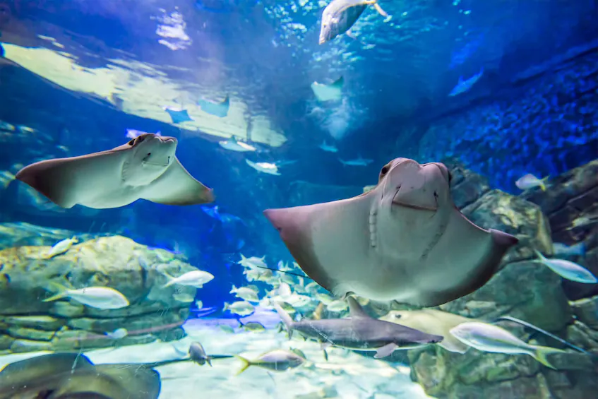 Ripley's Aquarium of Canada entry ticket