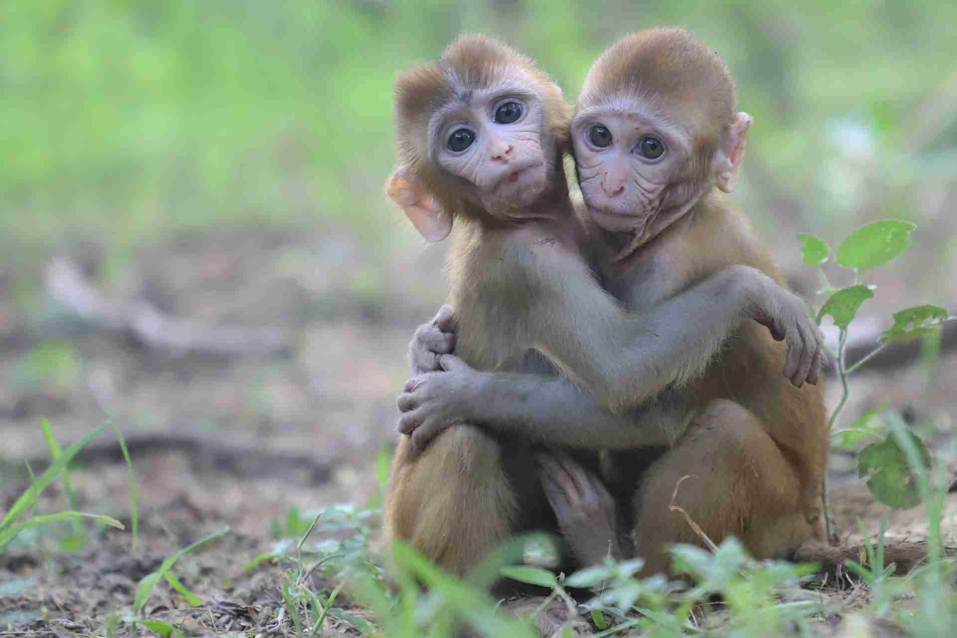 Wildlife SOS Agra Tour