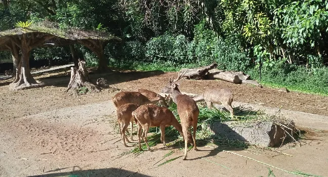 Al Ain Zoo Abu Dhabi