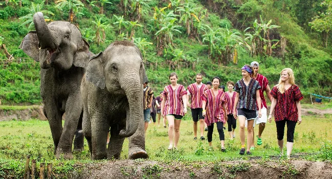 Phuket Elephant Sanctuary Canopy Walkway Tour - Program Only (No Transfer)