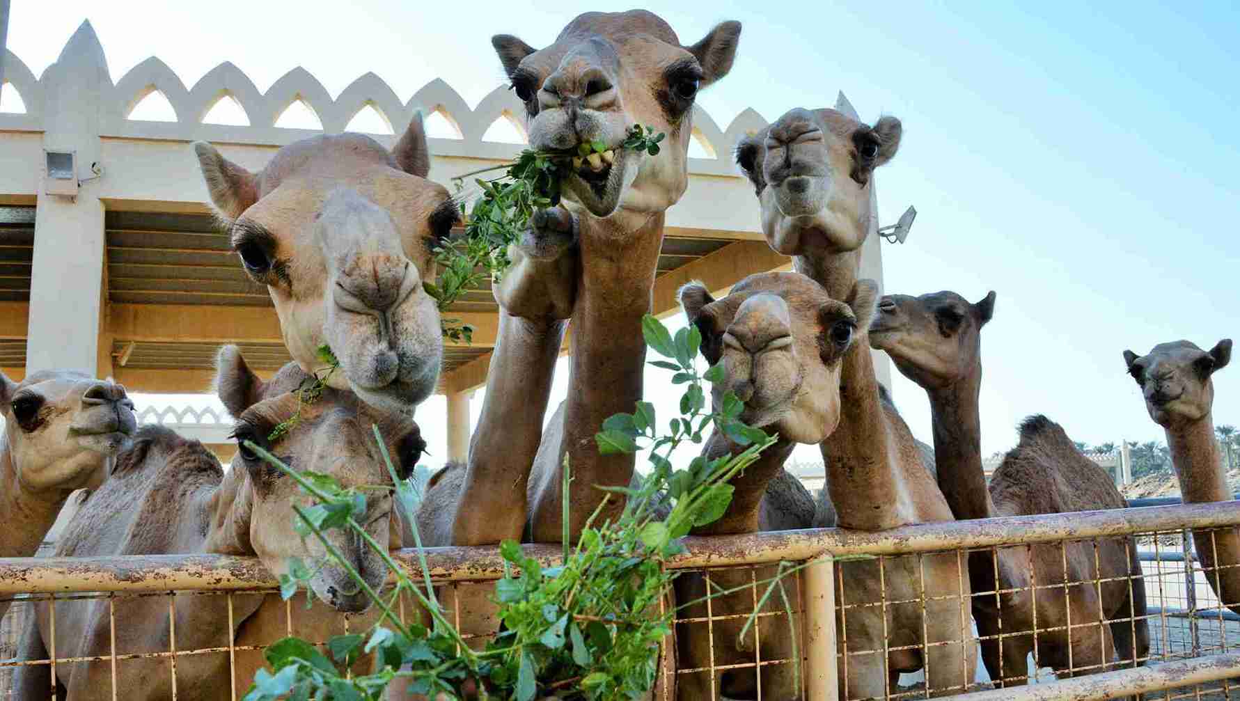 Garden of Eden Camel Ride Tour