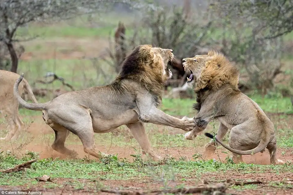 Half Day Safari Tour from Durban