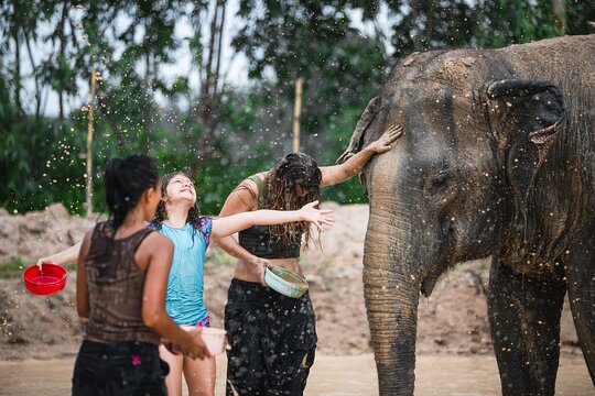 Elephant Jungle Sanctuary: Half Day Afternoon Program