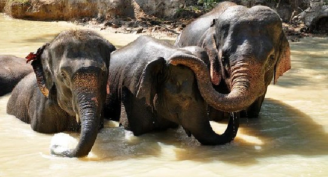 Elephant Sanctuary