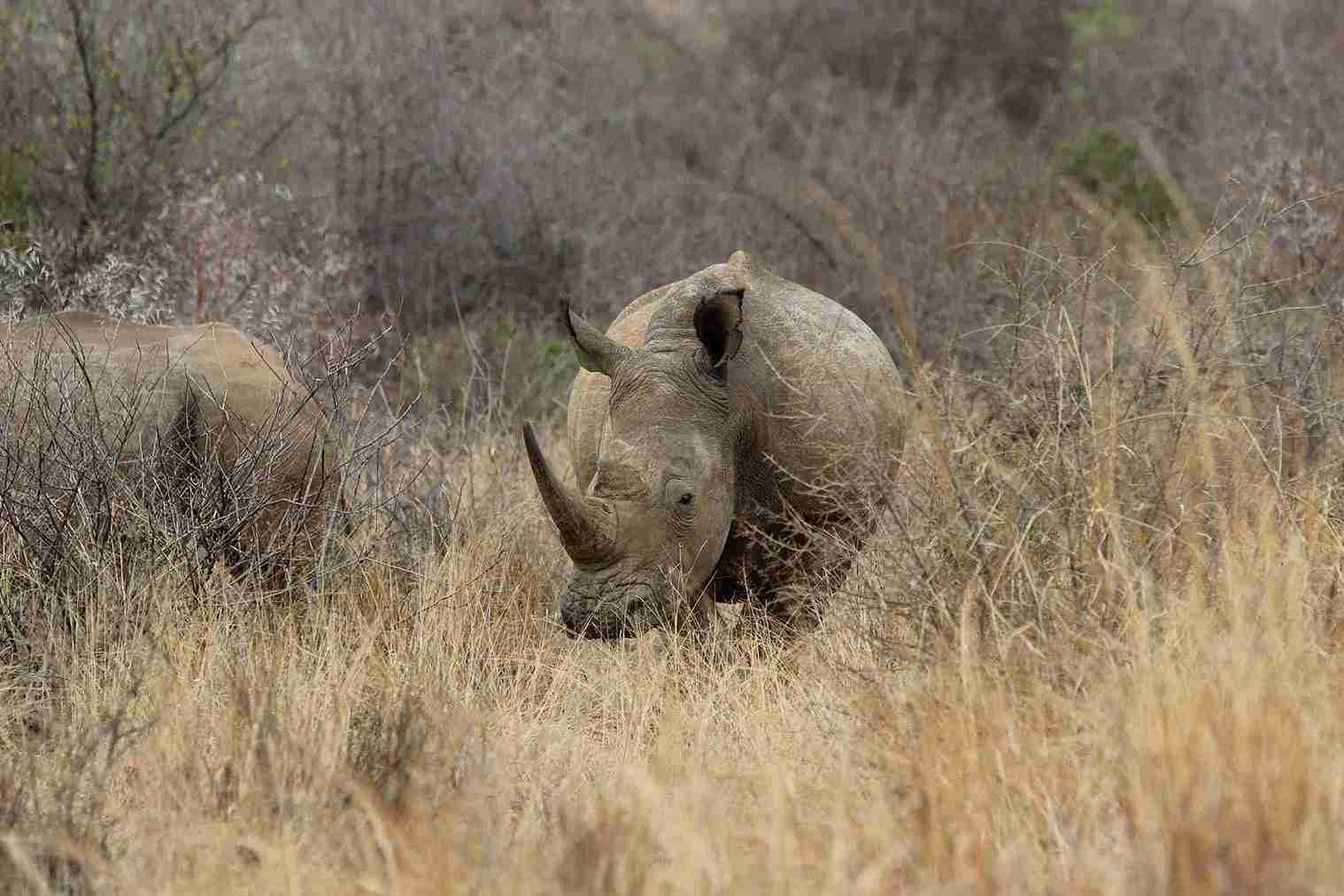 Pilanesberg Nature Reserve Game Safari