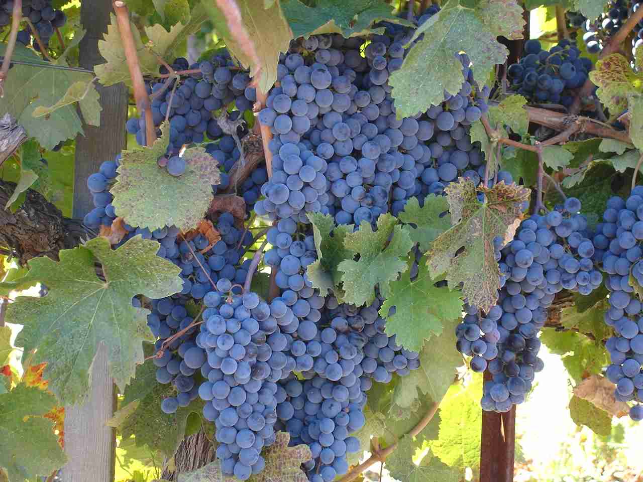 Half-Day Wine Tour from San Francisco