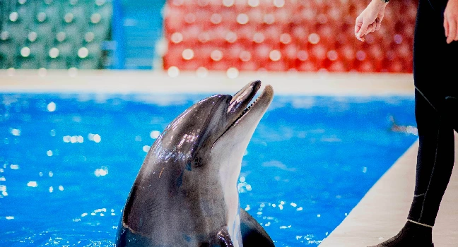 Dolphin & Seal Show Regular Open dated Tickets