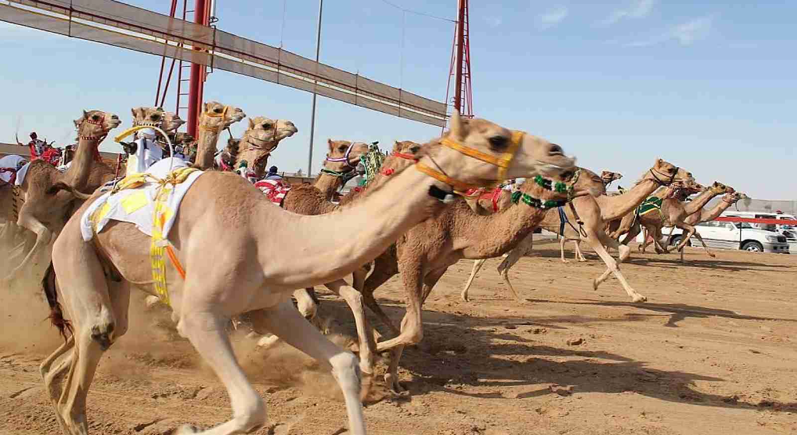 Private West Coast and Camel Race Track Tour
