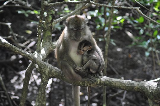 Sharing Basis Half-Day Mangrove Safari Boat Tour in Langkawi - Standard Lunch Set