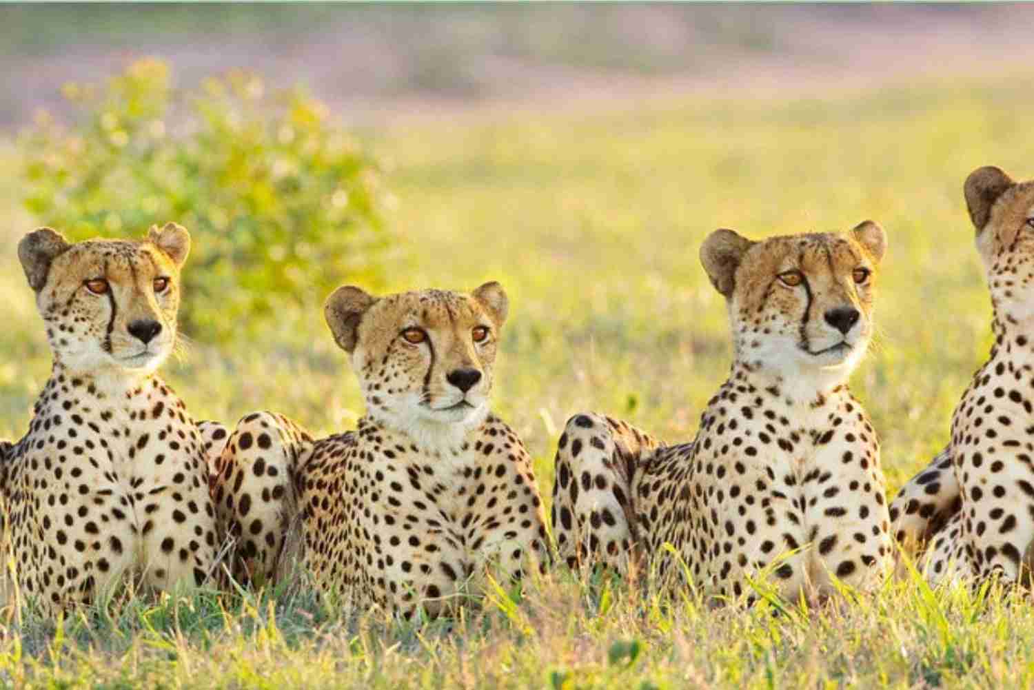 Hluhluwe Imfolozi Big 5 Game Reserve Tour