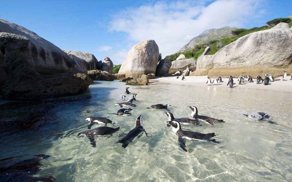 Cape of Good Hope & Boulder Penguins Full-Day Tour from Cape Town