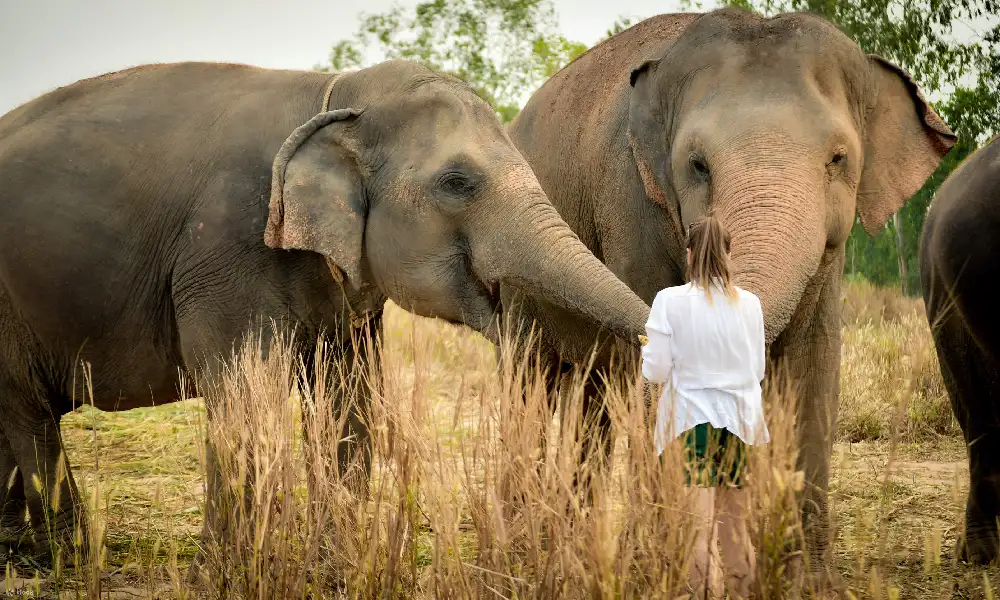 Elephant Jungle Sanctuary: Half Day Afternoon Program