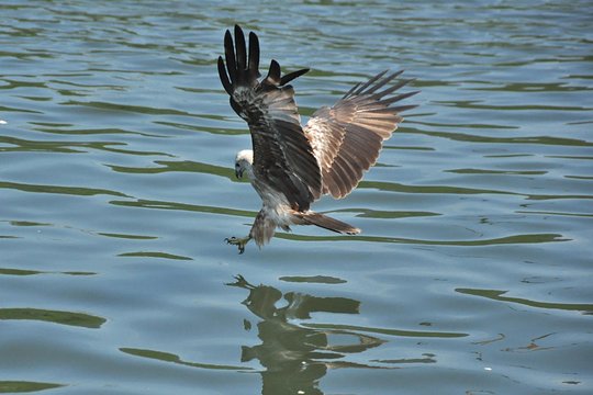 Sharing Basis Half-Day Mangrove Safari Boat Tour in Langkawi - Standard Lunch Set