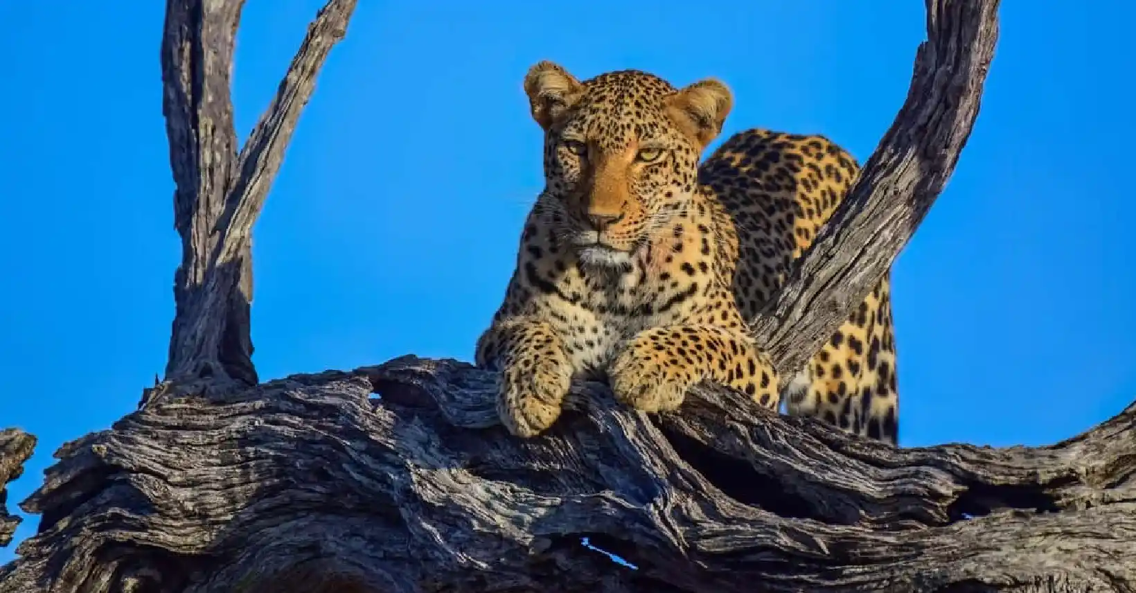 Full-Day Safari in Kruger National Park