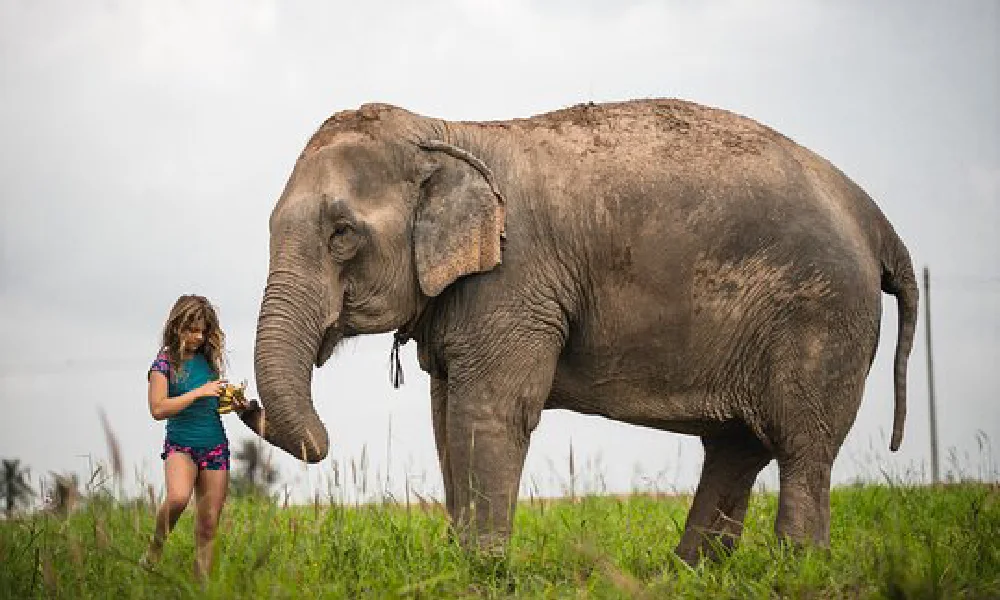 Elephant Jungle Sanctuary Half-Day Afternoon Tour