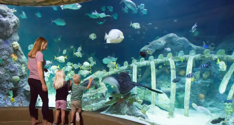 Deep Dive Dubai