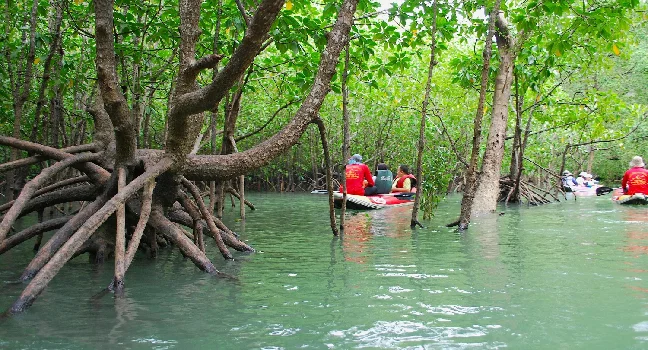Mangrove Safari Boat Tour in Langkawi