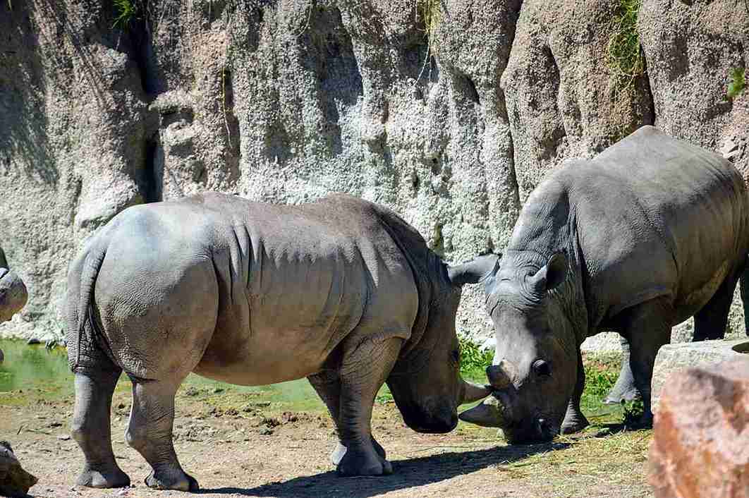 Two day Kruger National Park Safari