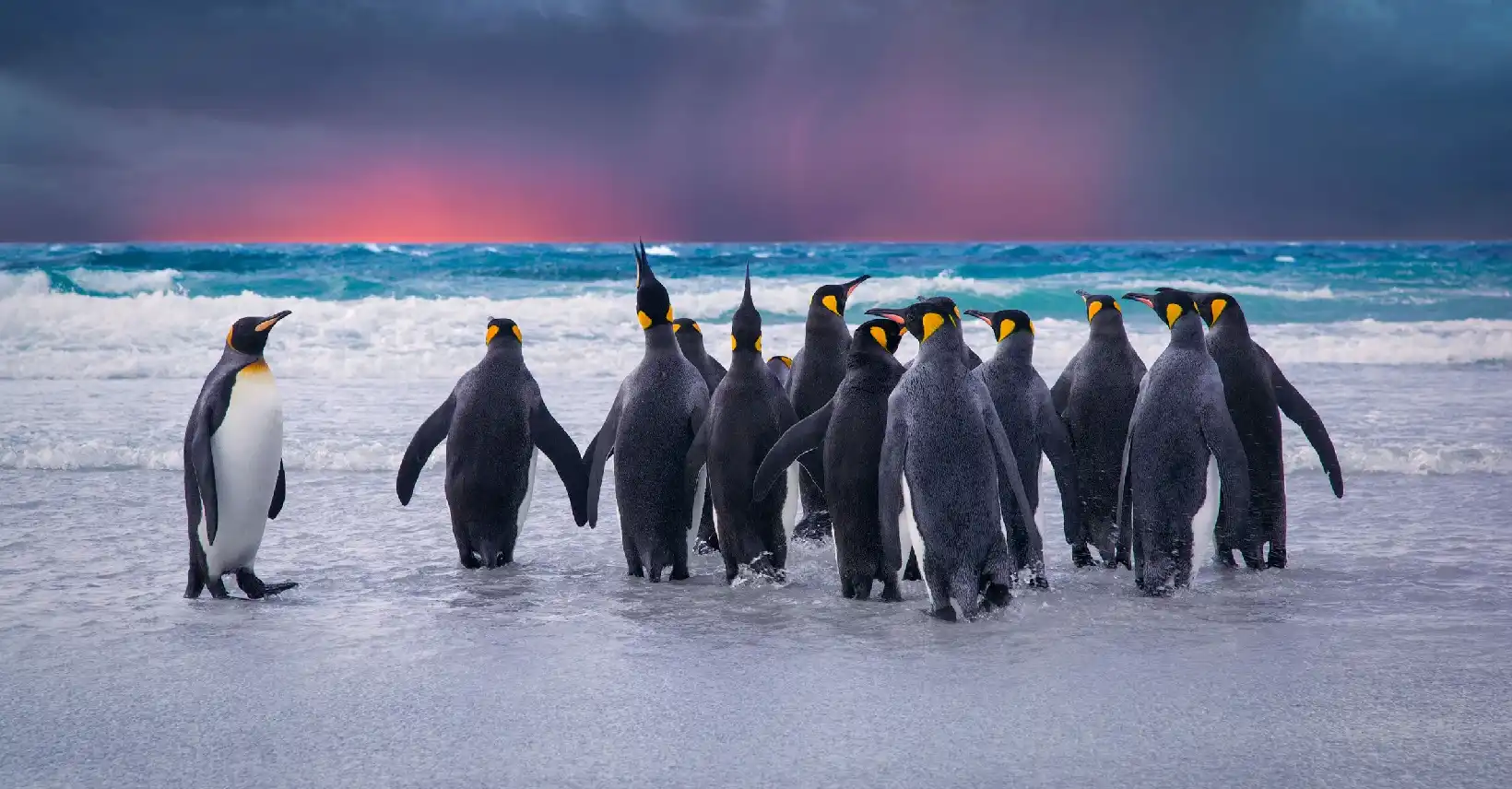 Table Mountain, Penguins & Cape Point Small Group Tour