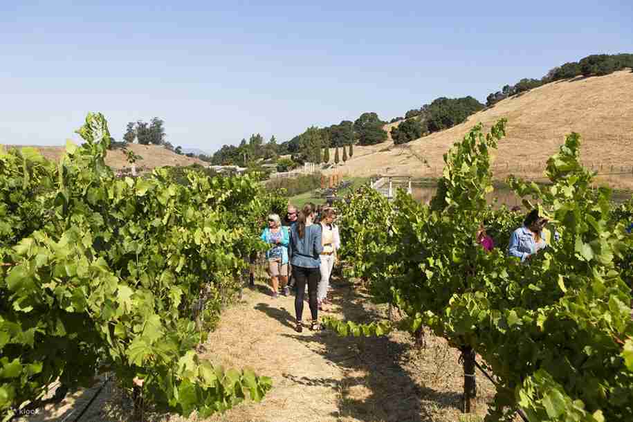 Napa Valley and Sonoma Wine Tour 2025