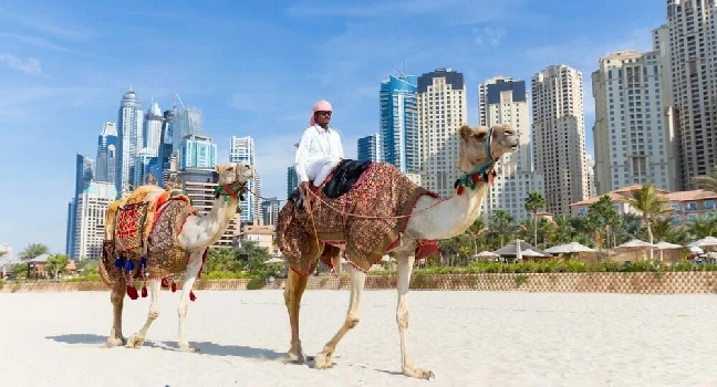 Guided tour to Camel farm