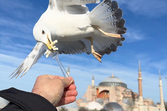 ISTANBUL BEST : Iconic Landmarks FullDay Private Guided City Tour (Private Guided Tour Walking)