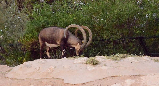 Al Ain Zoo Abu Dhabi