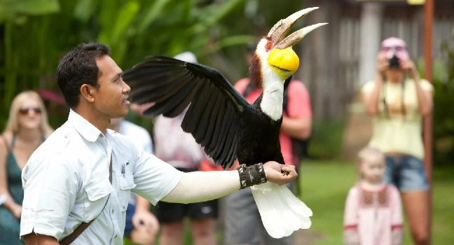 Bird_paradise