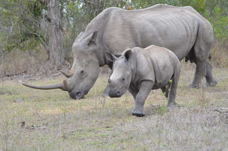 Hluhluwe Imfolozi Big 5 Game Reserve Tour