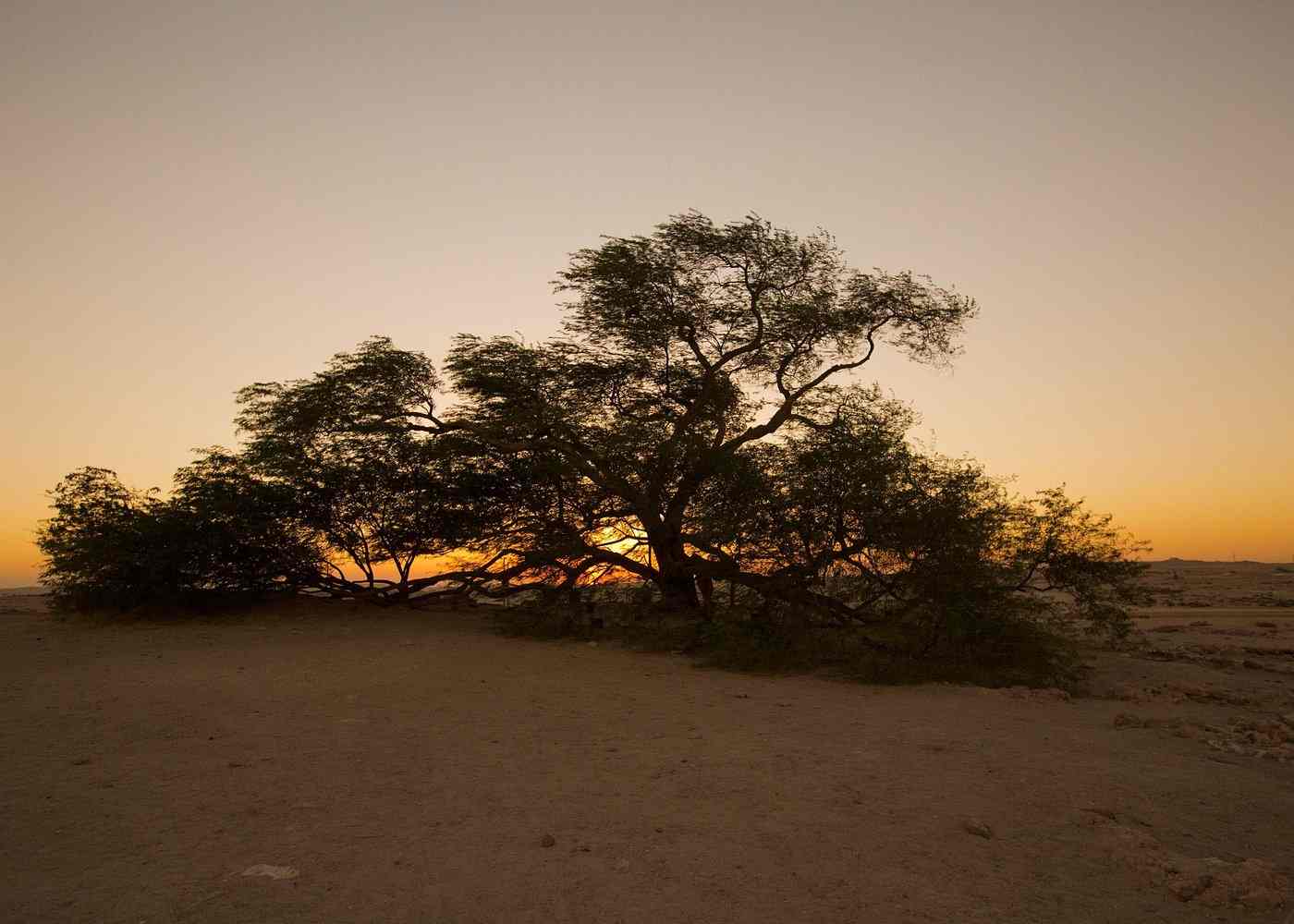 Garden of Eden Camel Ride Tour