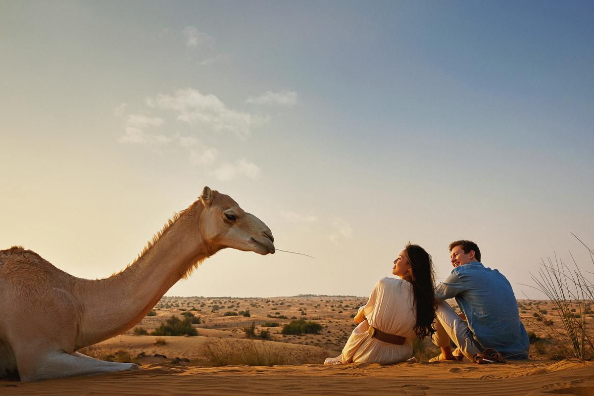 Tranquil Sands A Serene Desert Safari Experience
