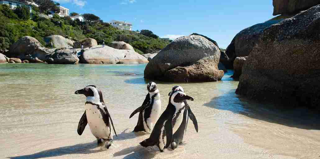 Cape of Good Hope & Boulder Penguins Full-Day Tour from Cape Town